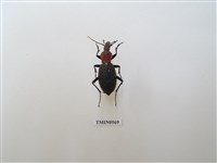 藏品(大擬步行蟲)的圖片